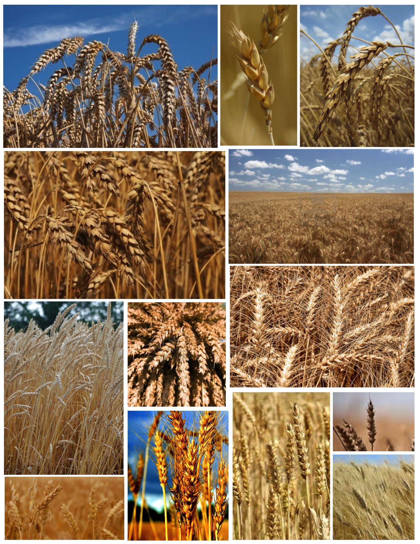 Wheat: The Within Natural Appeal A Interior House Of Of Appeal | Bounty The Style