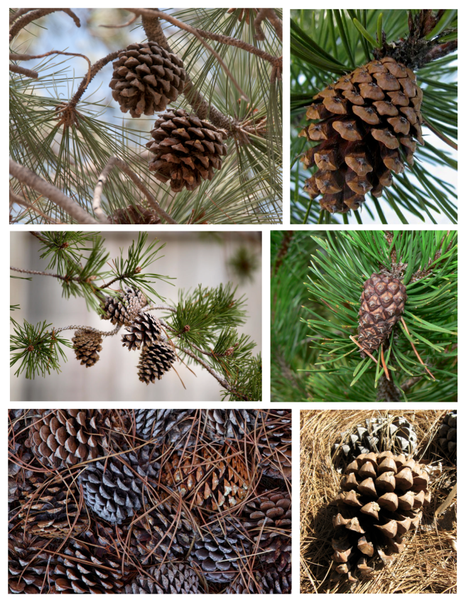 Nature's Woody Appeal:  The Delightful Pine Cone